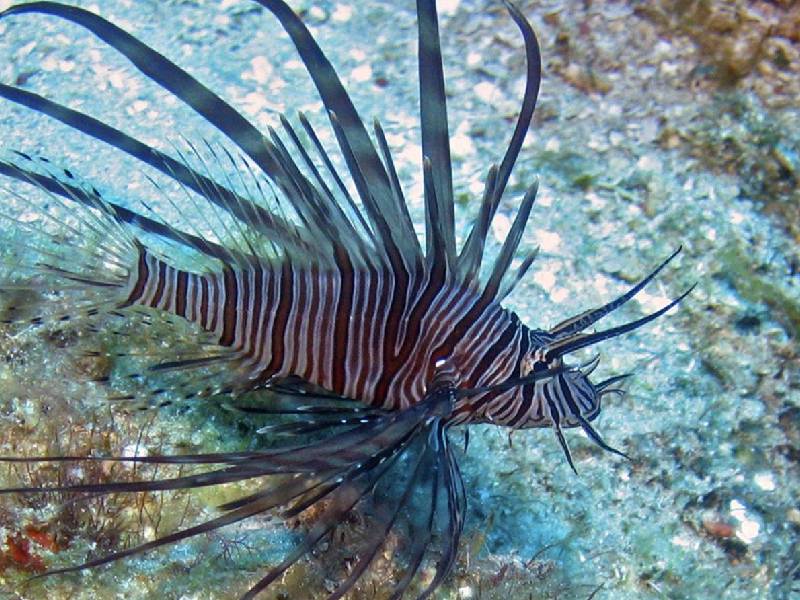 Disminuye amenaza de pez león en el Caribe