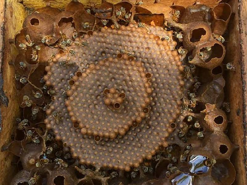 Indígenas crean red comercial en la región