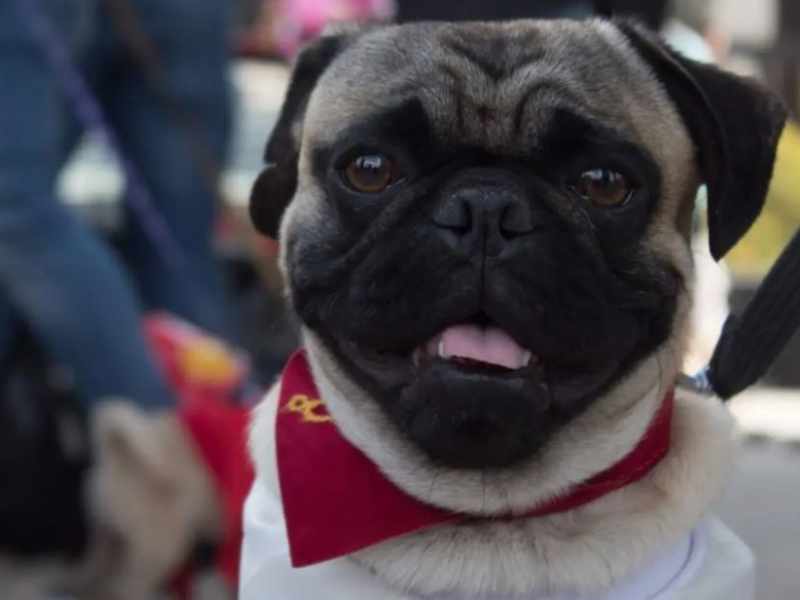 Abren exposición de fotografía infantil ÔÇ£mi mascota y yoÔÇØ