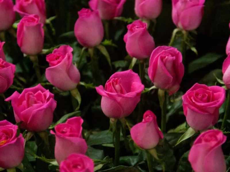 Se esperan 33 mil mdp de derrama económica por Día de las Madres: Concanaco