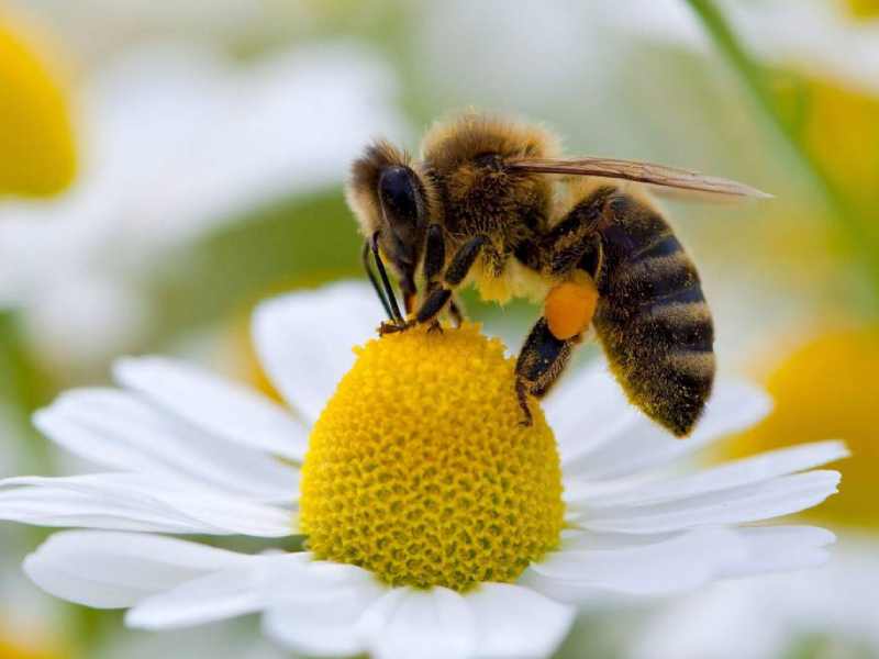 Día Mundial de las Abejas, el ser vivo al que le debemos las manzanas, aguacates, peras y más