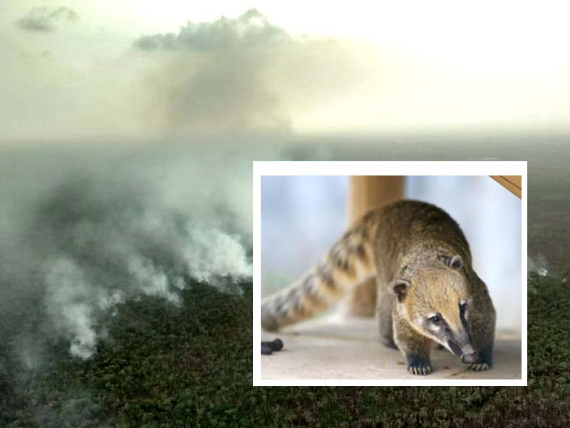 incendios provocados en playa del carmen