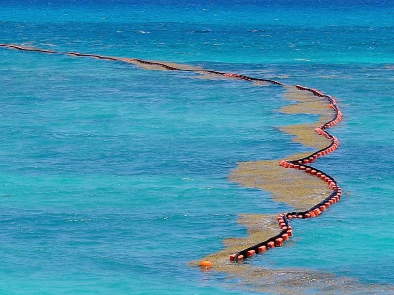 Alcanza cifra récord isla de sargazo en la entidad