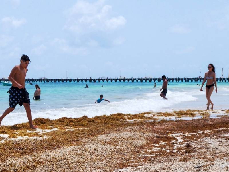 Alertan por el daño de sargazo a corales