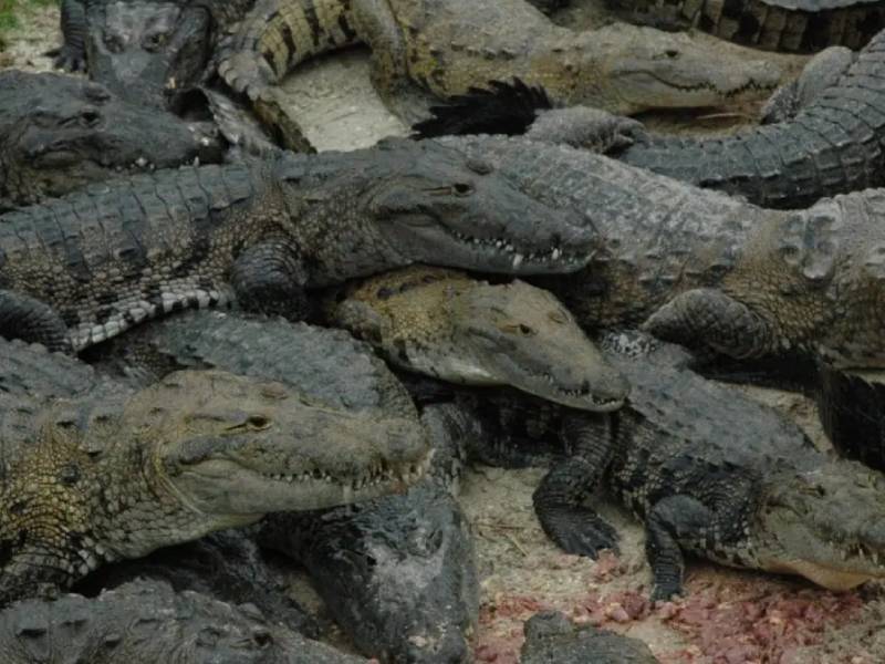 Cocodrilos atacan a dos turistas inglesas en Oaxaca; Una está graves