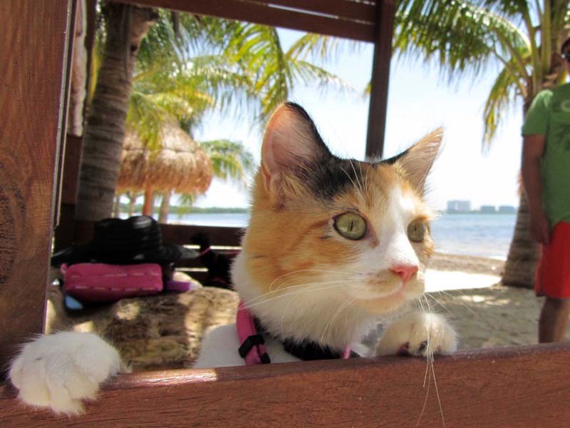 El Caribe Mexicano, un destino con amplia oferta pet-friendly
