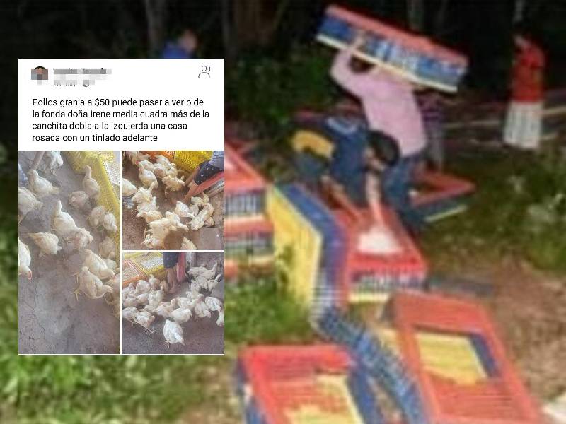 Hacen rapiña un tráiler de pollo accidentado; los venden en redes
