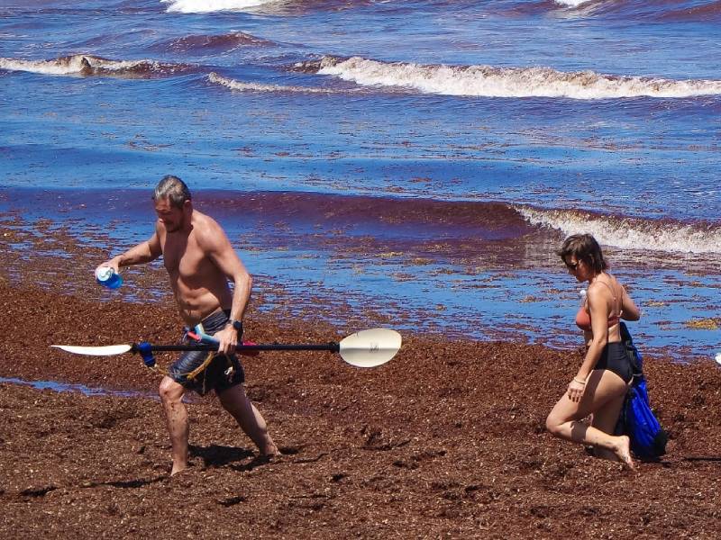 Inhabilita el sargazo las playas de Tulum; no da tregua