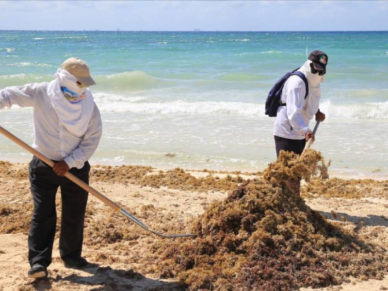 Detectan 46 sitios críticos de sargazo en la entidad