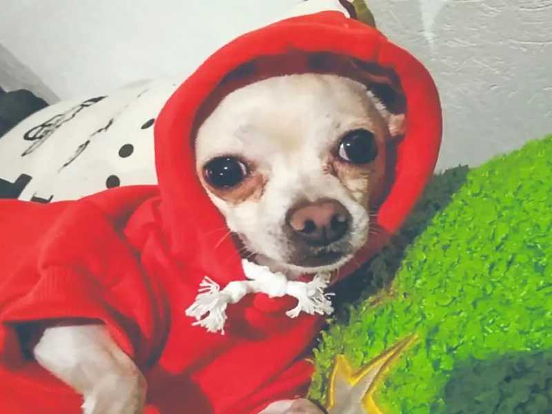 Por pandemia mascotas en la CDMX quedan en el abandono