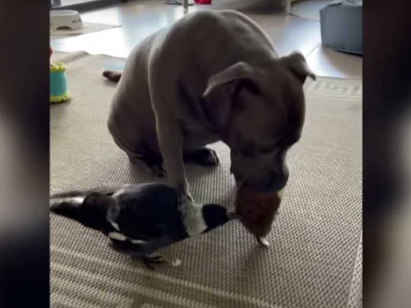 Un perrita adoptó a una urraca que aprendió a ladrar como ella