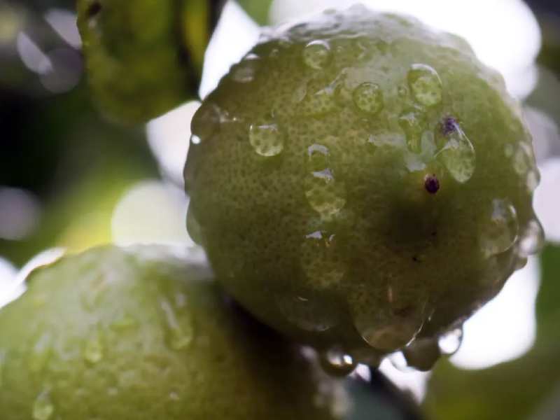 Buscan combatir la pobreza alimentaria en México tras el Covid