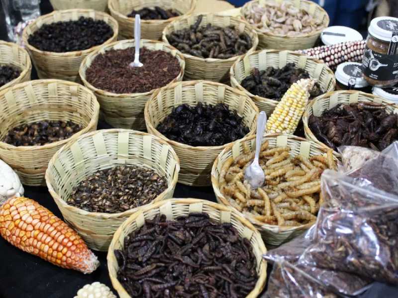 ¡A comer insectos! Una opción muy saludable