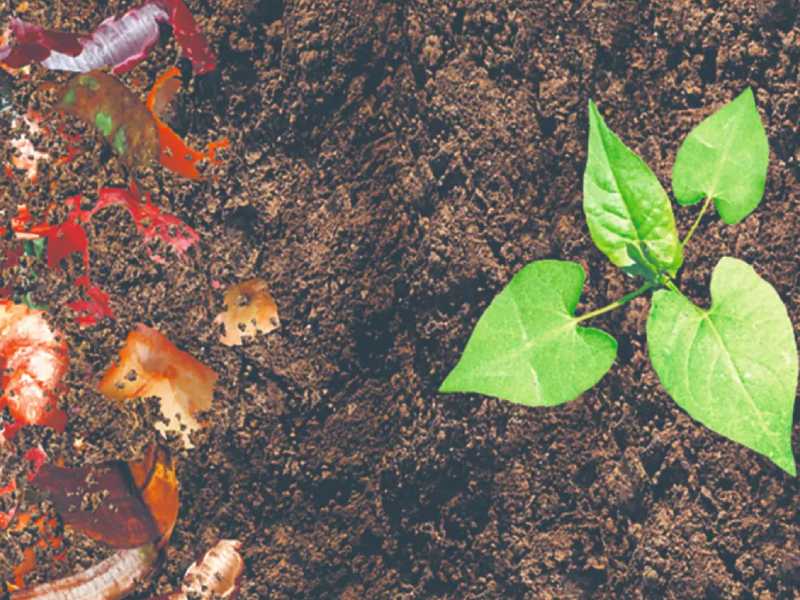 Aprende y dale un apapacho para tus plantas y jardines