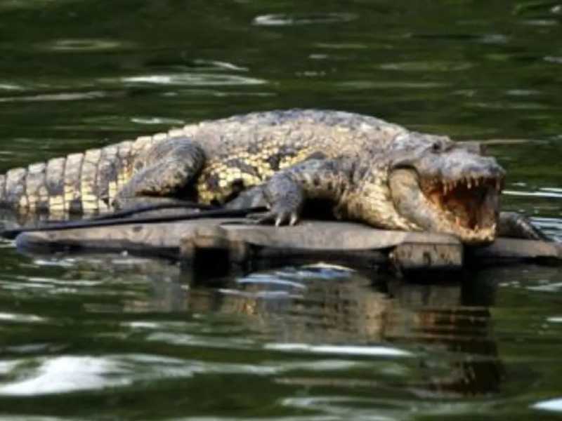 Mujer es atacada y ahogada por un cocodrilo en la laguna del Carpintero