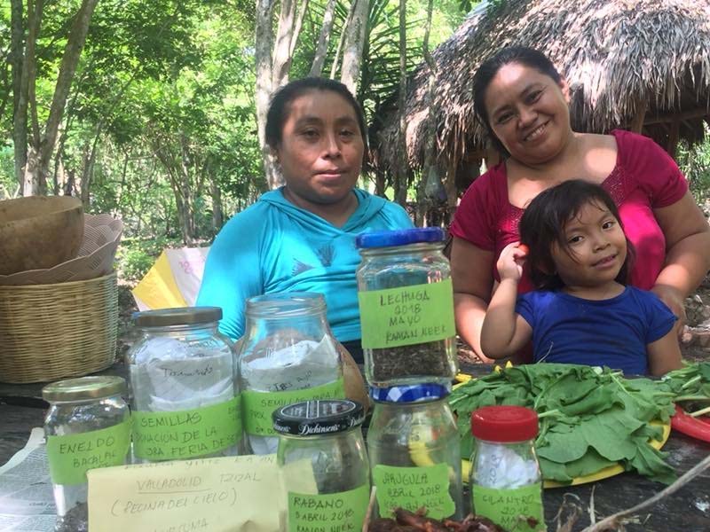 Organizan feria de semillas para preservar las costumbres mayas