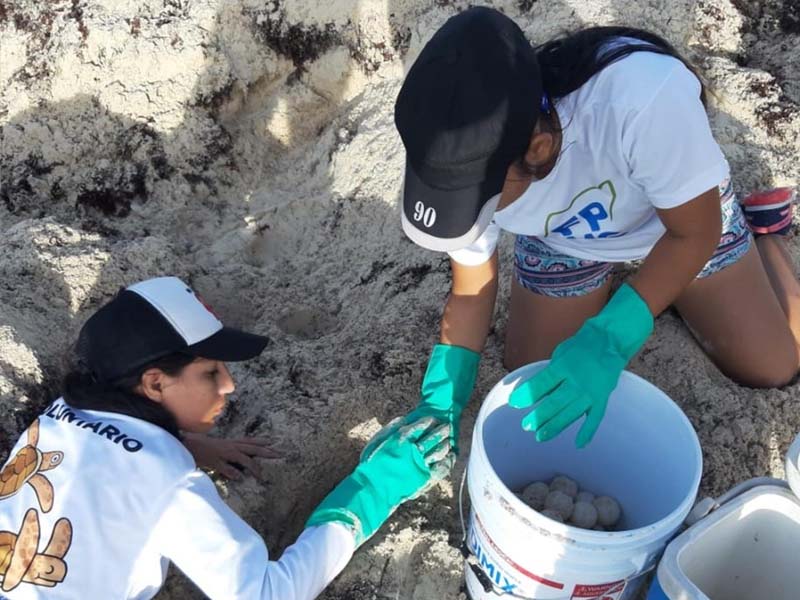Peligra continuidad en campamentos tortugueros