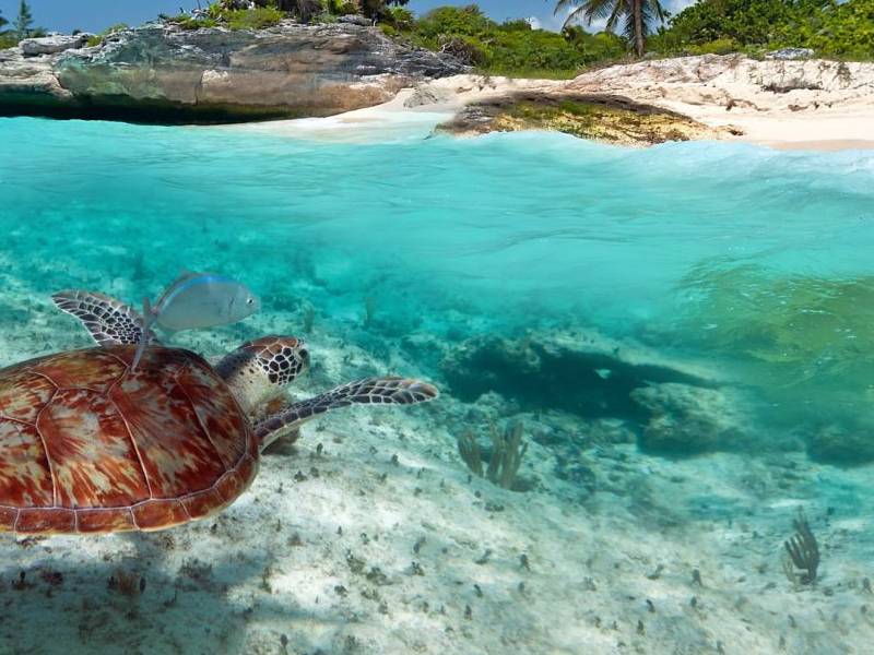 Recale de sargazo no afecta la anidación de tortugas