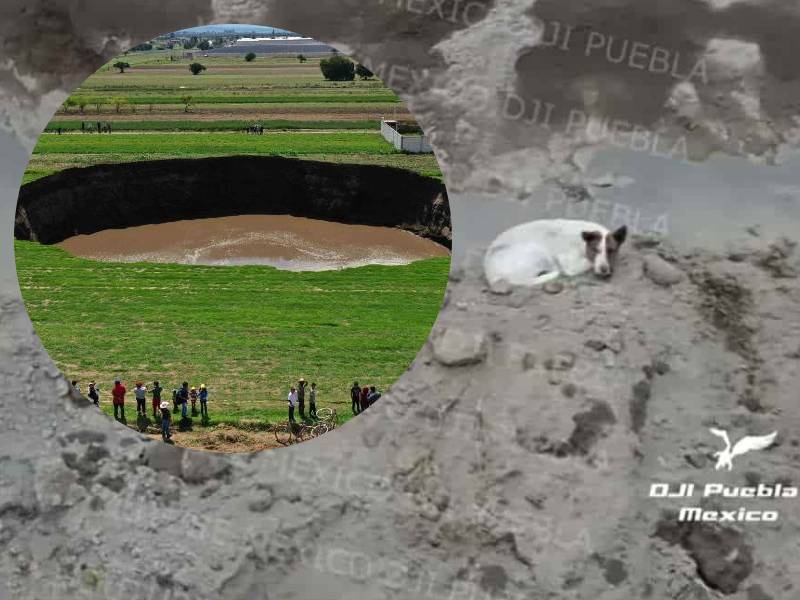 VIDEO. El socavón de Puebla tiene nueva víctima; es otro perrito