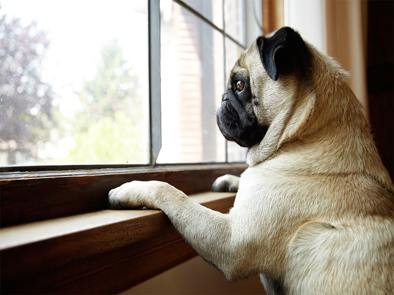 Evita la ansiedad en perros provocada por el regreso a la normalidad