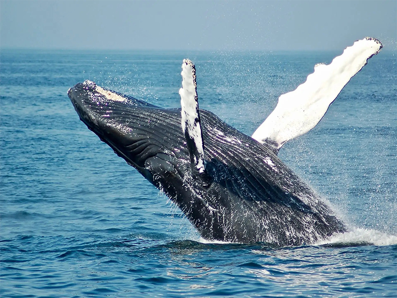 Ballena se ÔÇ£tragaÔÇØ a un pescador y luego lo escupe vivo