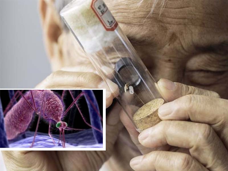 malaria china