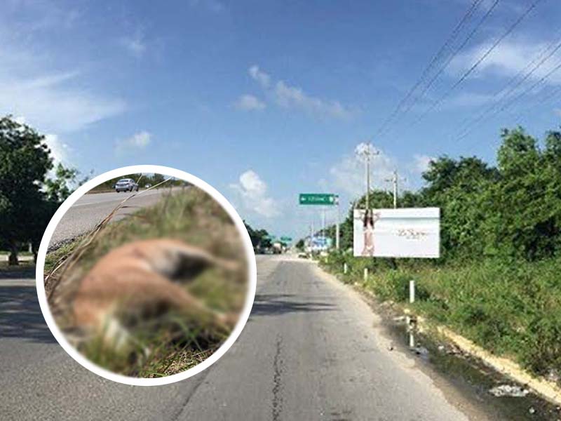 puma muerto en carretera playa del carmen