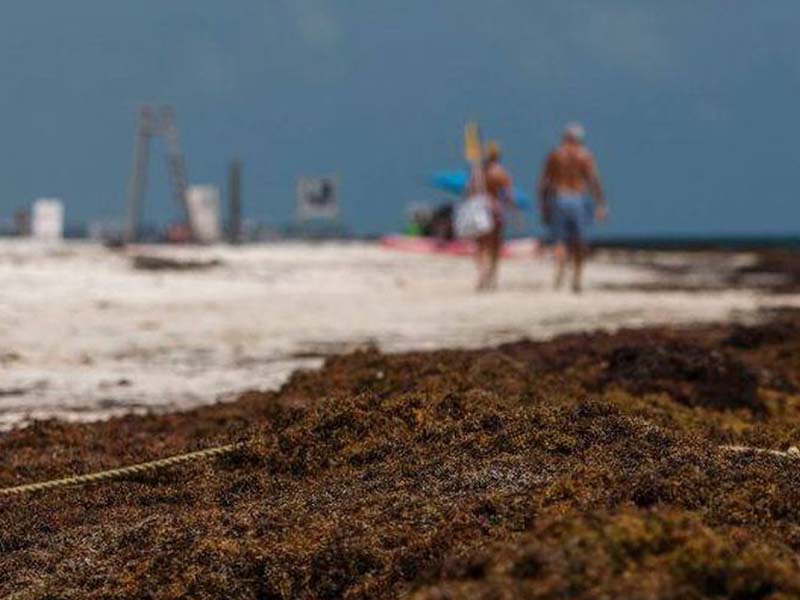 trabajo de limpieza en tulum