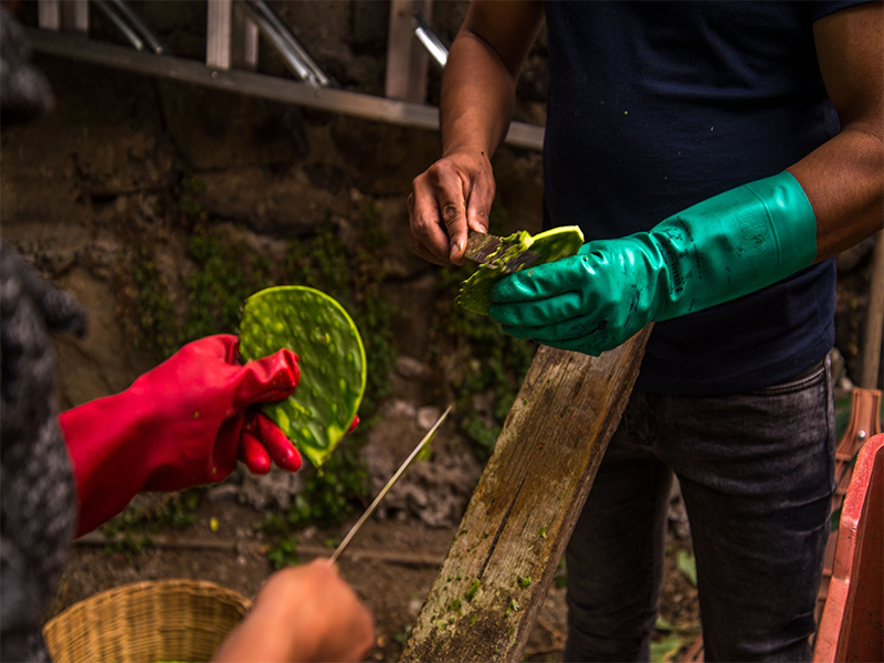 Planean impulsar la producción del nopal en México