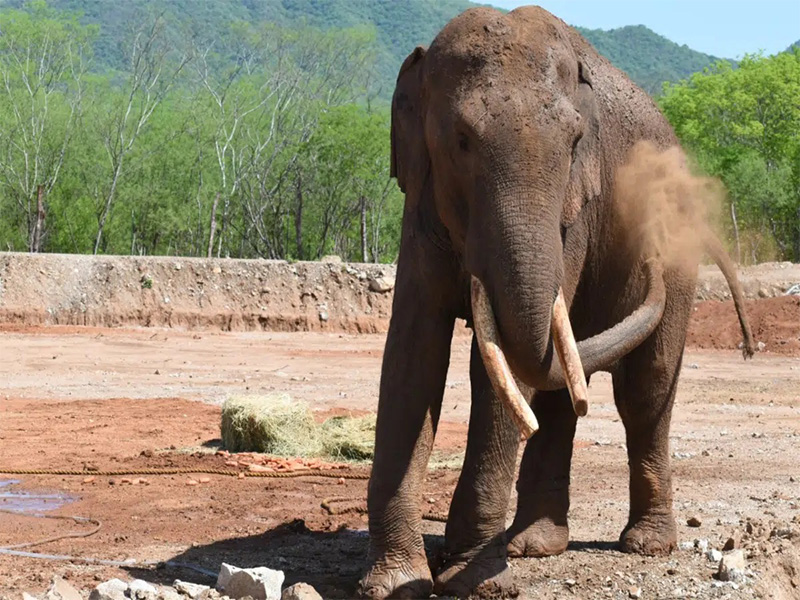 Big Boy es liberado en el Santuario de animales OSTOK