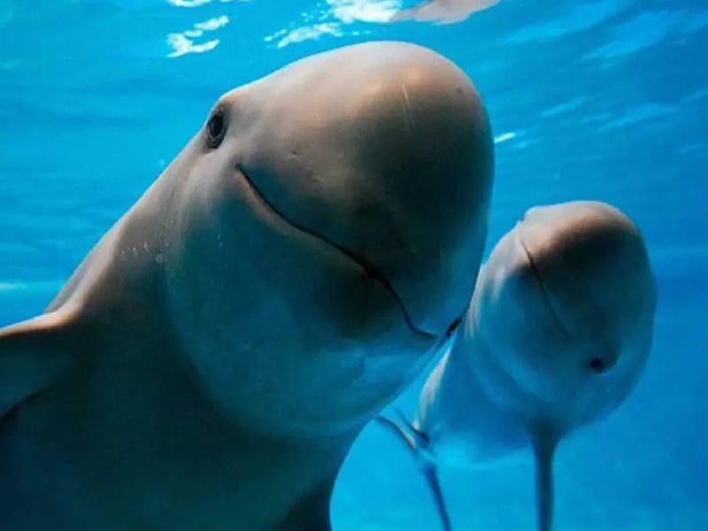 Acusan a gobierno abandono de la vaquita marina
