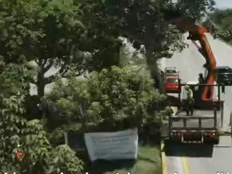 Avanza la reubicación de árboles por el Tren Maya