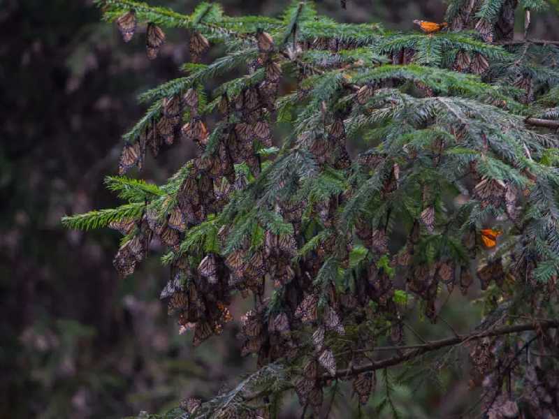 Peligran más de 4 mil árboles en biósfera de mariposa monarca por plaga