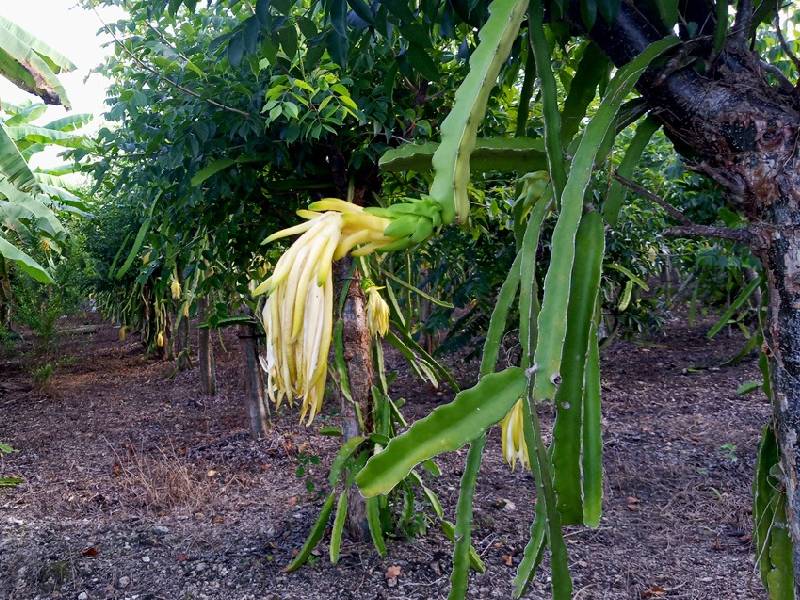 pitahaya