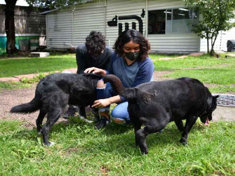 El Metro da en adopción a 19 tiernos perritos que fueron rescatados