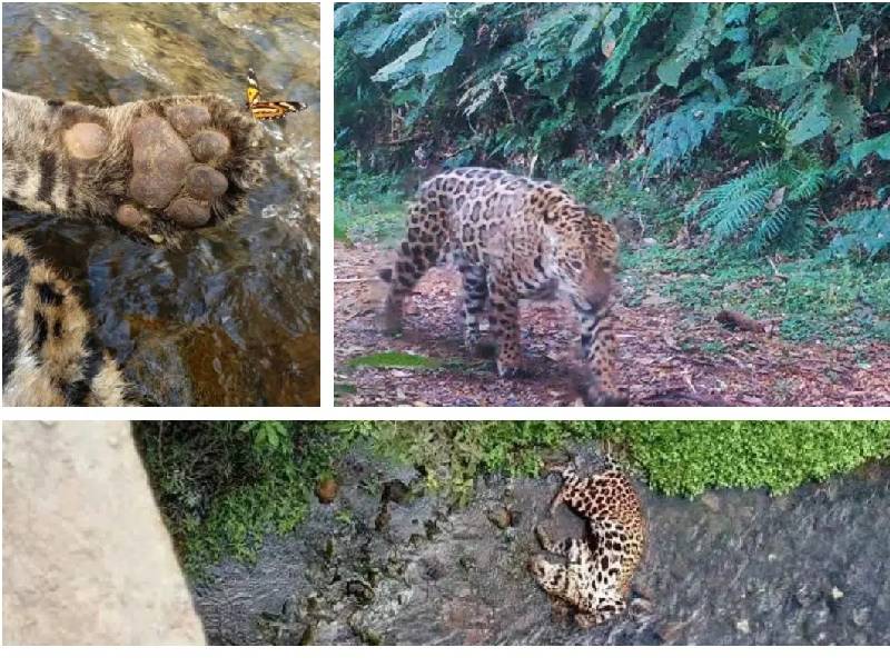 jaguar