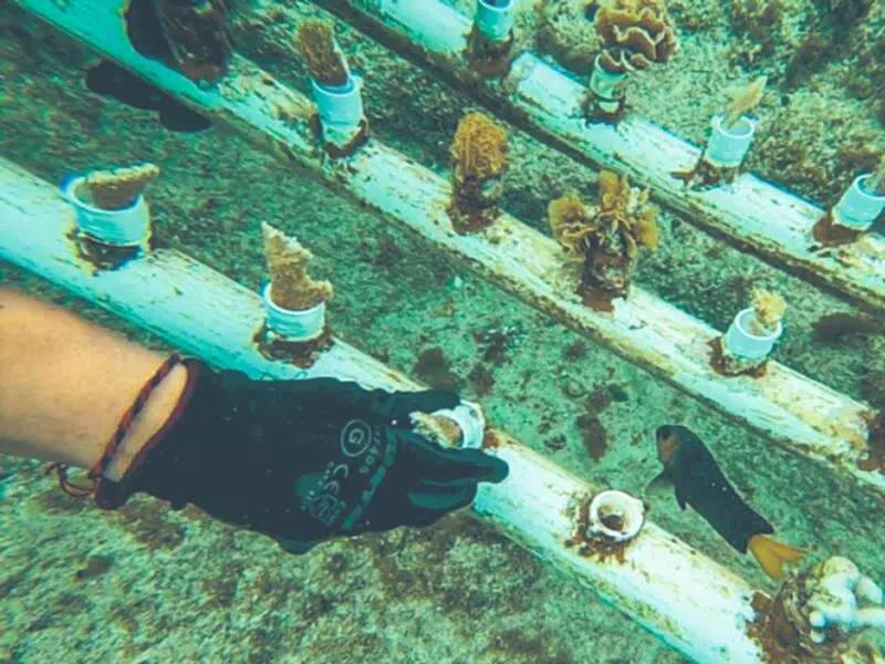 Preocupa el deterioro de la Laguna de los siete colores de Bacalar