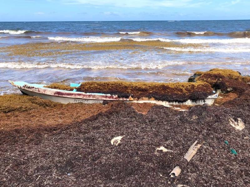 Sector empresarial le hace frente al sargazo en Riviera Maya