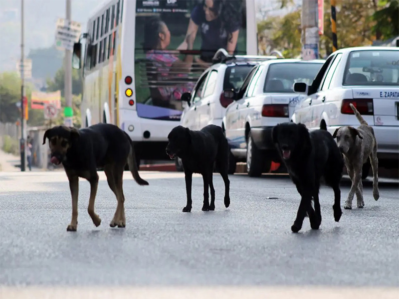 Reportan ataques de jaurías en colonias de San Luis Potosí