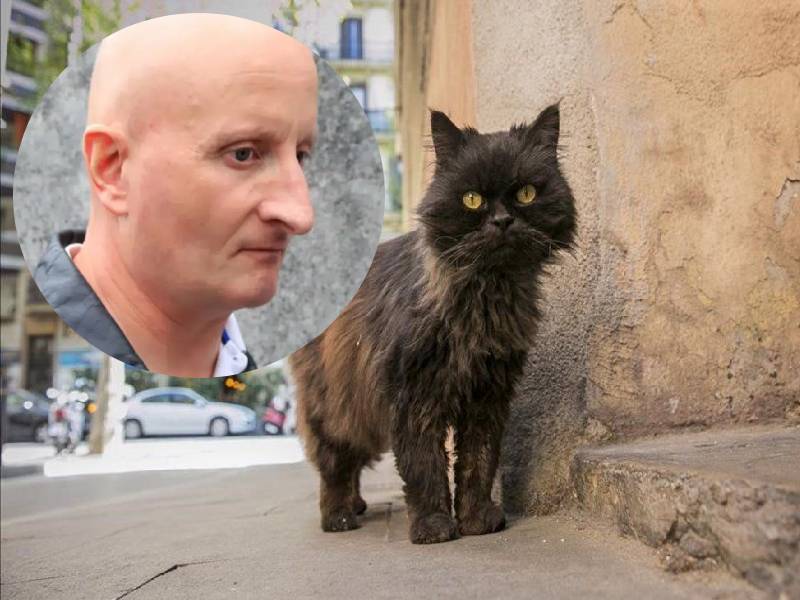 Le dan cinco años de prisión a un hombre, por acuchillar a nueves gatos