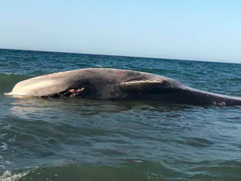 Muere ballena
