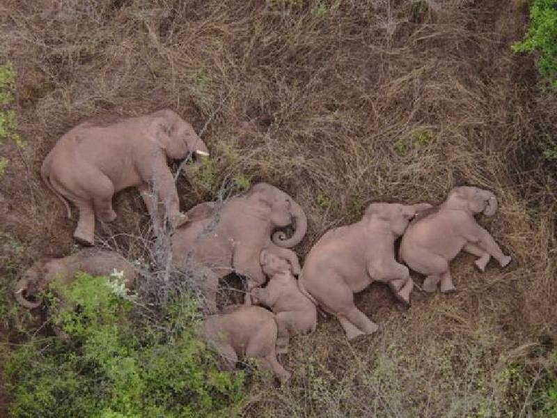 Es el día mundial del elefante. Ahora en ÔÇ£peligro críticoÔÇØ de extinción