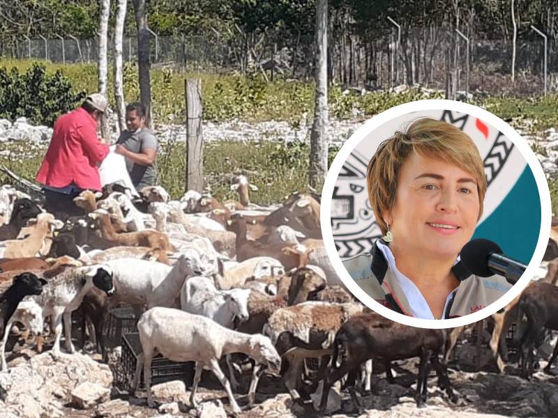 Incentiva gobierno de Laura Beristain producción ganadera de Solidaridad