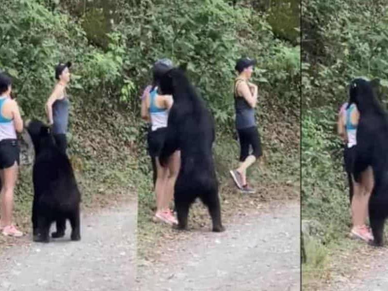 La castración del 'oso amigable' fue un error Profepa