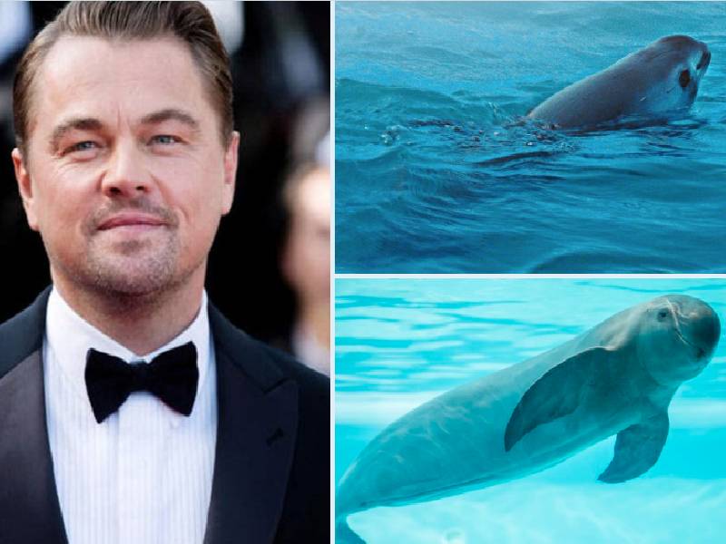 Leonardo Dicaprio alza su voz contra la 4T por desproteger a la vaquita marina