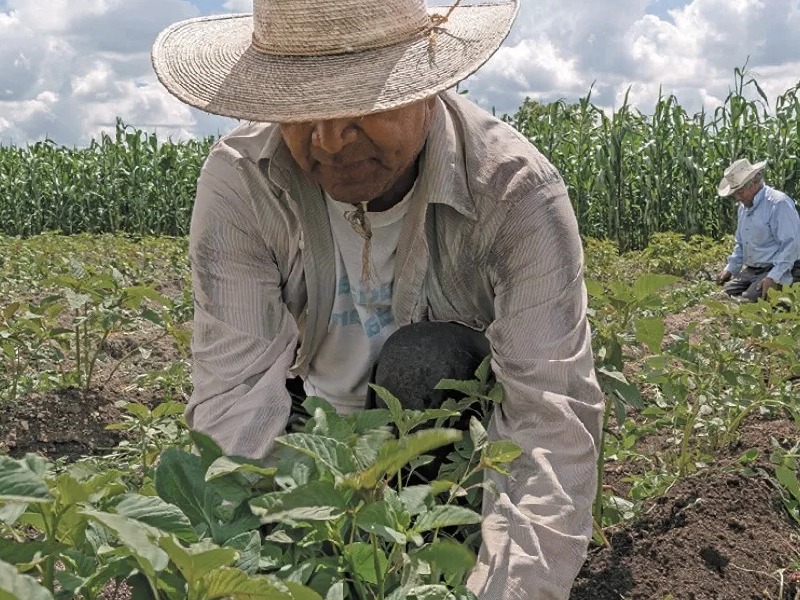 Ven al sector agrícola como el más resiliente