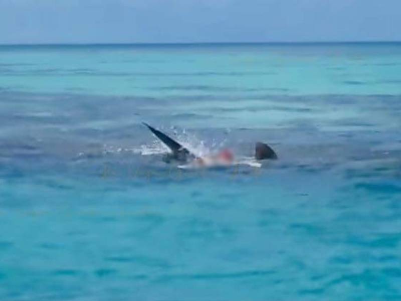 Tiburones