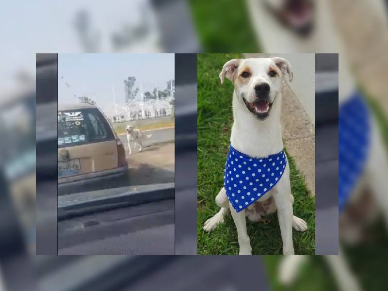 Video. Bajan a ÔÇÿlomitoÔÇÖ de carro y lo abandonan en calles de Guadalajara