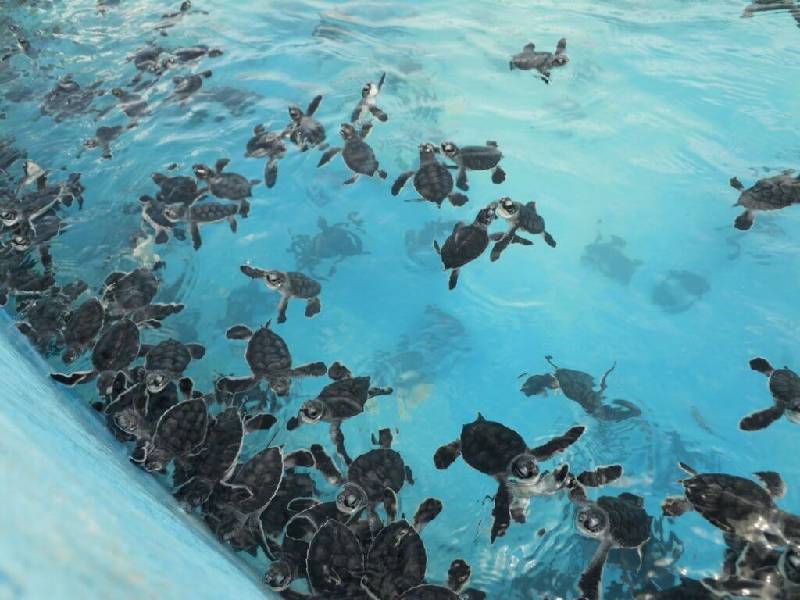 TORTUGAS