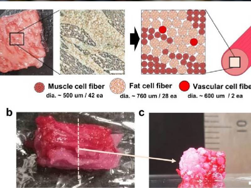 Presentan proyectos para hacer carnes en bioimpresora 3D